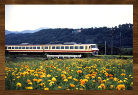 菜の花とヤクルト電車